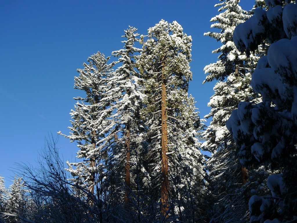 Christmas2010 174.JPG